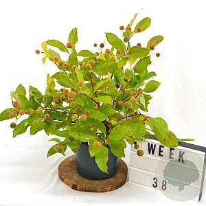 Cephalanthus occidentalis 40-50 cm 5,0L