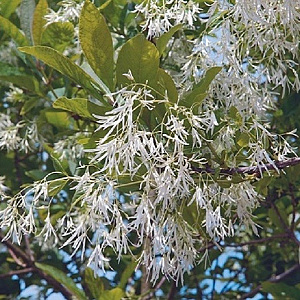 Chionanthus retusus 300-350 cm draadkluit meerstammig