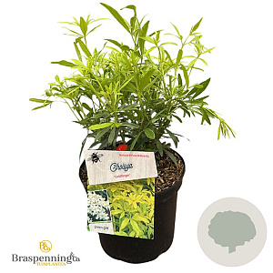 Choisya Goldfingers 25-30 cm 3,5L