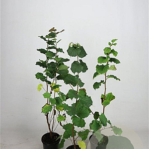 Corylus avellana 60-100 cm 2,5L