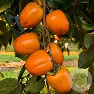 Diospyros kaki 'Vaniglia' 12-14 HA draadkluit 3 X verplant