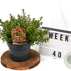 Escallonia 'Red Dream' 40-60 cm 3,0L