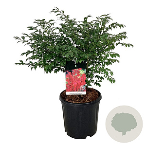 Euonymus alat. 'Compactus' 50-60 cm 15L