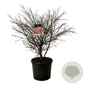 Euonymus alat. 'Compactus' 125-150 cm cont. 90L extra