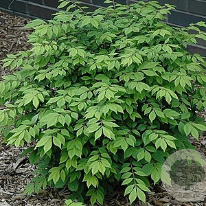 Euonymus alat. Little Moses 30-40 cm 5,0L struik