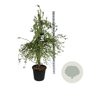 Exochorda 'The Bride' 125-150 cm cont. 55L extra