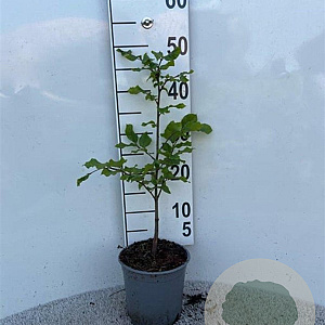 Fagus sylvatica 40-60 cm 2,5L