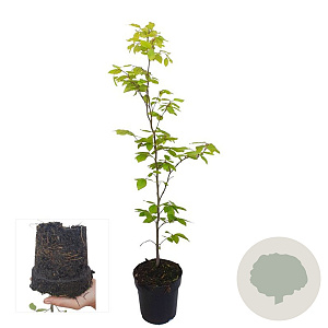 Fagus sylvatica 60-80 cm 2,5L