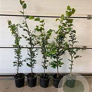 Fagus sylvatica 80-100 cm 2,5L