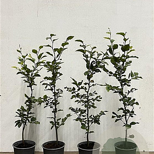 Fagus sylvatica 80-100 cm 2,5L