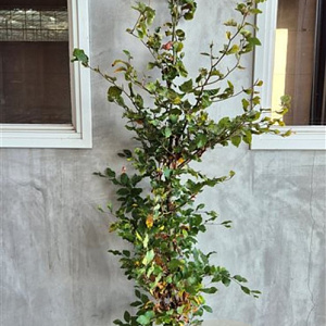 Fagus sylvatica 175-200 cm wortelgoed