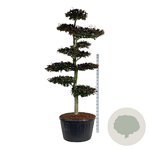 Fagus syl. 'Atropunicea' 250-300 cm cont. 285L bonsai