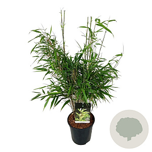 Fargesia rufa 60-80 cm 6L