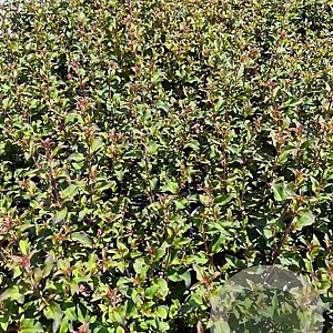 Fuchsia 'Riccartonii' GM 2,0L