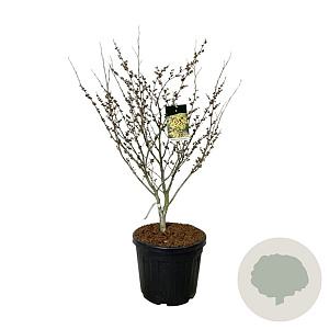 Hamamelis int. 'Arnold Promise' 100-125 cm cont. 55L extra