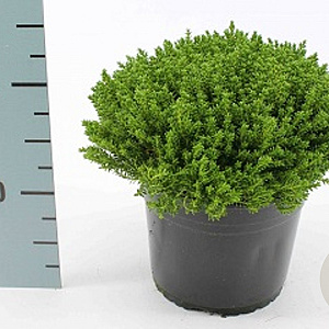 Hebe 'Emerald Gem' GM 1.5