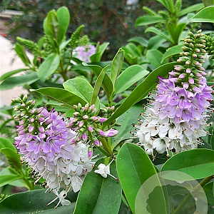 Hebe franciscana 'Blue Gem' GM 2,0L