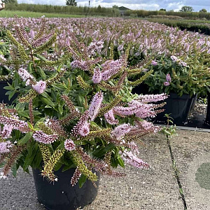 Hebe 'Midsummer Beauty' GM 1.5