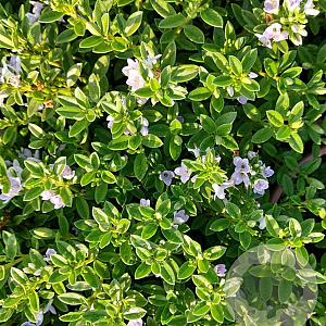 Hebe 'Summer Blue' GM C5