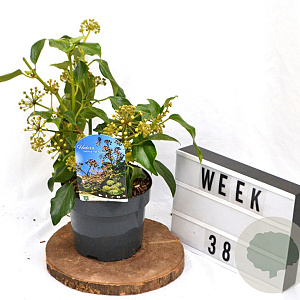 Hedera colchica 'Fall Favourite' 40-60 cm 3,0L