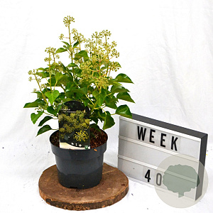 Hedera hel. 'Arborescens' 40-60 cm 3,0L