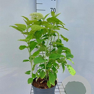 Hydrangea a. 'Annabelle' 40-60 cm 3,0L