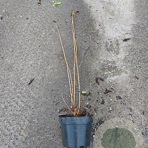 Hydrangea a. 'Annabelle' 40-60 cm 3,0L