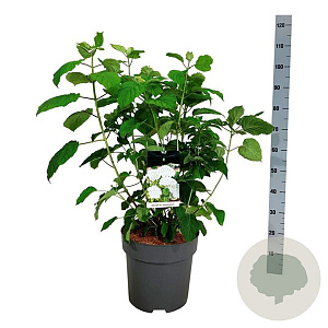 Hydrangea a. Strong Annabelle 60-80 cm 15L