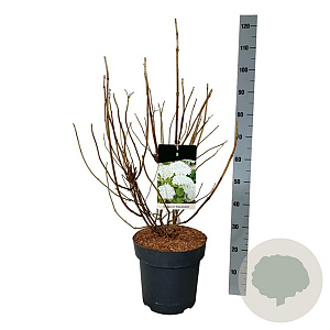 Hydrangea a. Strong Annabelle 60-80 cm 15L