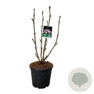 Hydrangea asp. 'Macrophylla' 80-100 cm 30L extra