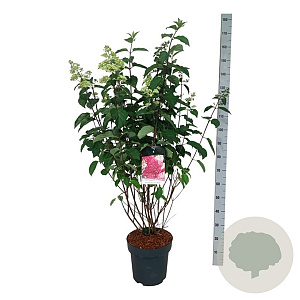 Hydrangea pan. Fraise Melba 80-100 cm 15L