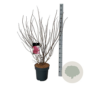 Hydrangea pan. Fraise Melba 80-100 cm 15L