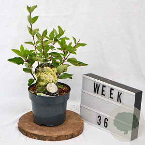 Hydrangea pan. 'Grandiflora' 40-60 cm 3,0L