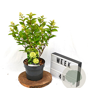 Hydrangea pan. Magical Candle 40-60 cm 3,0L