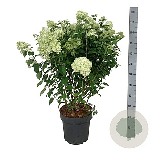 Hydrangea pan. Petite Cherry 60-80 cm 15L