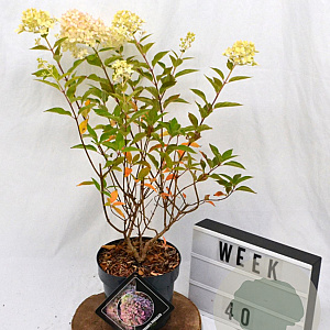 Hydrangea pan. Pixio 40-60 cm 3,0L