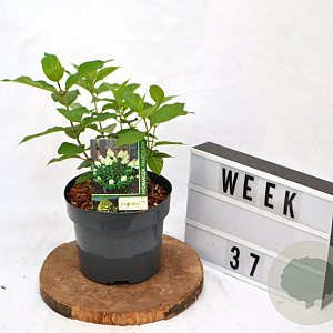 Hydrangea pan. 'Polar Bear' 40-60 cm 3,0L