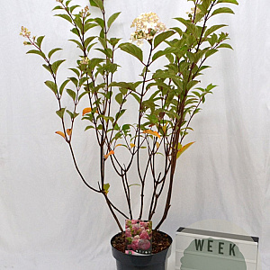 Hydrangea pan. Vanille-Fraise 40-50 cm 5,0L