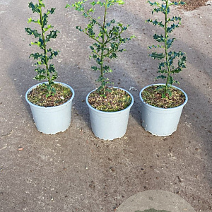 Ilex aquifolium 20-40 cm 2,0L