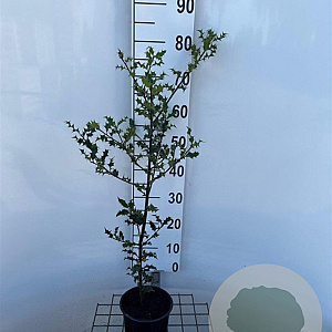 Ilex aquifolium 60-80 cm 2,0L