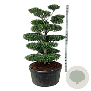 Ilex crenata 'Blondie' 150-175 cm cont. 240L bonsai