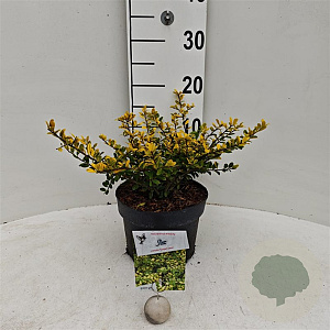 Ilex crenata 'Glory Gem' 25-30 cm 3,5L
