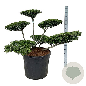 Ilex crenata 'Stokes' 60-80 cm cont. 90L bonsai