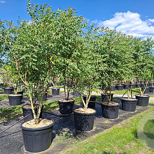 Koelreuteria paniculata 300-350 cm cont. 90L meerstammig