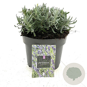 Lavandula ang. 'Hidcote' GM 2,0L