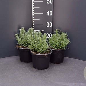 Lavandula ang. 'Munstead' GM 2,0L