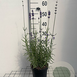 Lavandula ang. 'Munstead' GM 2,0L