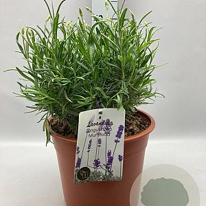 Lavandula ang. 'Munstead' GM C5