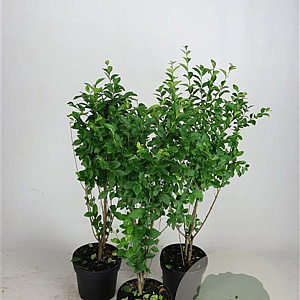 Ligustrum ovalifolium 60-80 cm 5,0L