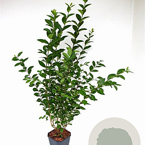 Ligustrum ovalifolium 80-100 cm 5,0L
